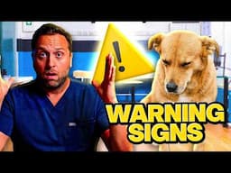 7 Subtle Signs Your Pet Is Sick (Vet Explains!)