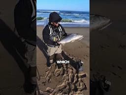 Thank you FishNotify! #fishingcalifornia #surffishing #stripedbassfishing