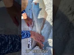 DESTIN, FLORIDA Surf Fishing #shorts