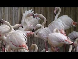 Nesting colony of greater flamingos at the former Bristol Zoo Gardens (May 2019)