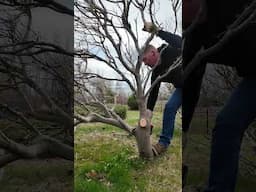 Removing Landscaping With The Milwaukee M18 Hatchet Pruning Saw #milwaukeetools
