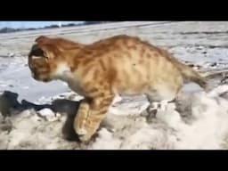 In the ice and snow, a homeless kitten was frozen tightly to the ground, unable to move