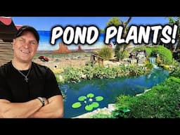 Arizona Backyard Jungle Pond