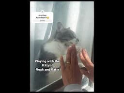 #kitty #cats #adorable