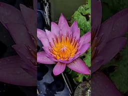 How to propagate/grow through leaves#lotusflower#plants #terracegardenindia #homegardening#flowering