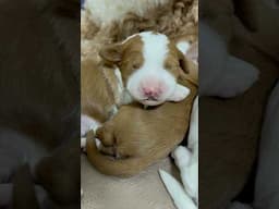 First nail trim for this litter of mini goldendoodles! #lottiexmac