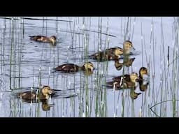 DUCKLINGS  SWEET MOTHER