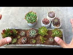 WHAT ARE SUCCULENTS ?