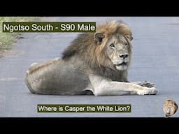 Dynamics Are Changing Fast in the Territory of Casper the White Lion