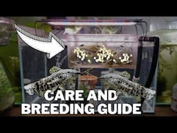 How to Breed 1,000s of HOPLO CATFISH