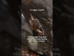 Nature's Best Dads: Frog Nesting In Western Ghats🐸 | Father's Day 2025 | @RoundglassSustain #shorts