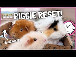 Cozy Guinea Pig Reset Routine! 🐹✨