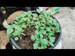 Transplanting Chili Seedlings |  Lipat-tanim ng Sili Seedlings