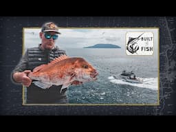 Hauraki Gulf Work-Up Fishing | A Front Row Seat to Nature’s Greatest Show!