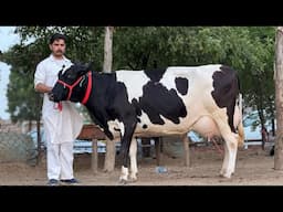 7 Star⭐️ Breed || King of Punjab 👑Gurwinder Dairy Farm