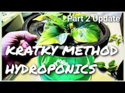 25 DAY UPDATE  KRATKY HYDROPONICS