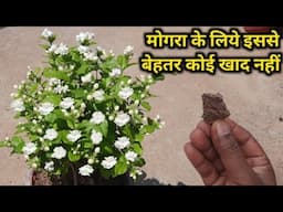 मोगरा हजारों कलियों फूलों से लबालब हो जाएगा यह एक टुकड़ा तुरंत डालो