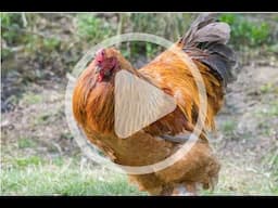 Rare Poultry Breeds Update