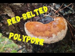 Red Belted Polypores