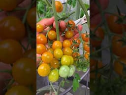 First tomato harvest grown inside the garage