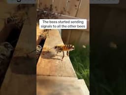 Catching a Big Swarm of Bees on a Fence - Barehanded