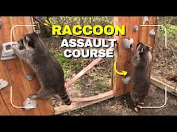 Creating a Raccoon Assault Course | At the Zoo