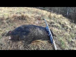 Caught up with a Boar from a year ago.