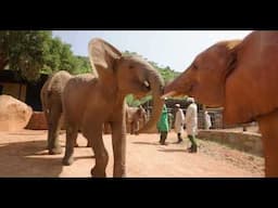 First Peek at Sileita, Sholumai, and Mushuru's Graduation to Voi | Sheldrick Trust