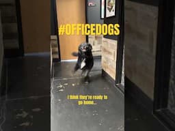 Dog Wants Go Home #dog #officelife