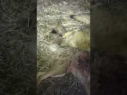 We shot 3 coyotes at one time