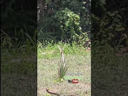 Iguana eating Fresh Mango 🥭 #shorts #nature #wildlife #reptiles #lizard #mangotime