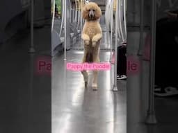 Your Poodle vs My Poodle 🐩 #poodle #dog #doglover #funny