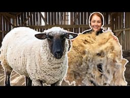I visited a sanctuary & sheared a SHEEP for the first time! | Update on Ivor the Cat