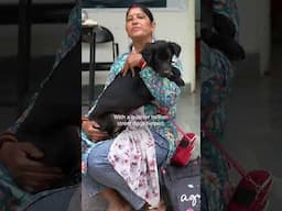 250K dogs spayed/neutered in India