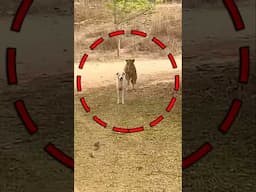Tiger Attack Dog #dogs