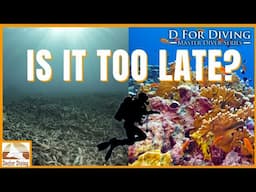 Caribbean Reefs: How Divers Are Helping Recovery Efforts