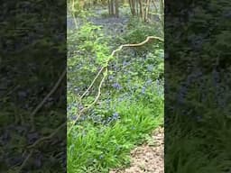 Bluebells transform the woods 😍