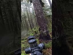 Intense bear hunt chase
