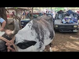 Buenos precios de las Vacas Paridas en San Miguel El Salvado