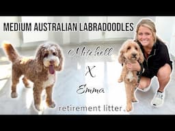 Our Australian Labradoodle Puppies Are Coming SOON!