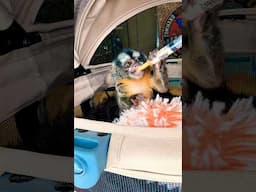 Owl Monkey Boomer (music) #monkey #animal #shorts