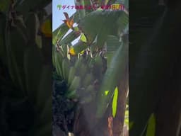 ダイナの島だより〜4月7日(月)朝　　沖縄恩納村北部より