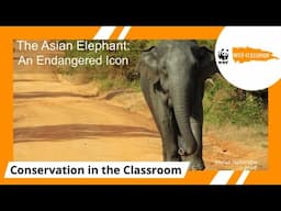 The Asian Elephant: An Endangered Icon