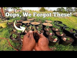 Reviving OVERGROWN Seedlings We Thought Were Lost Forever