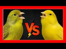 BATALLA de CANTO 🐤 Timbrado Español vs Lipocromo Amarillo | ¿Qué canario canta mejor?