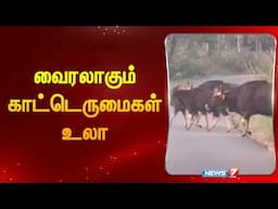 வைரலாகும் காட்டெருமைகள் உலா | Wild buffaloes strolling going viral | Nellai | Tamilnadu