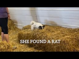 Can Chihuahuas be Trained for Barn Hunt? Yes! April 2025 Barn Hunt Trial