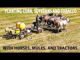 PLANTING Crops In AMISH LAND Using HORSES, MULES, and TRACTORS