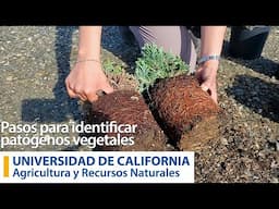 Pasos para identificar patógenos vegetales