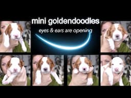 This Litter of Mini Goldendoodles Is 2 Weeks Old Now! LottieXMac